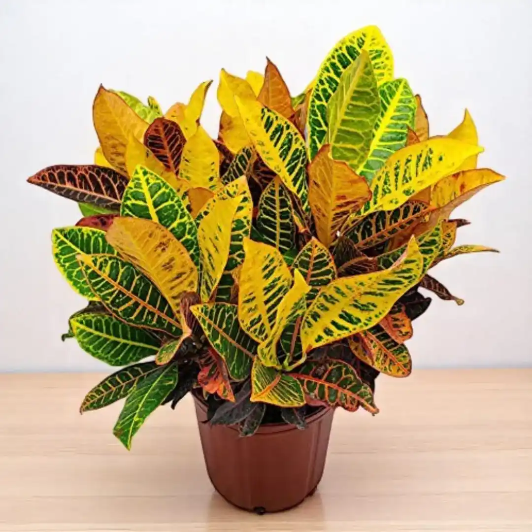 Peltra Croton